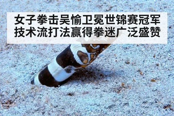 女子拳击吴愉卫冕世锦赛冠军技术流打法赢得拳迷广泛盛赞